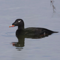 White-winged Scoter